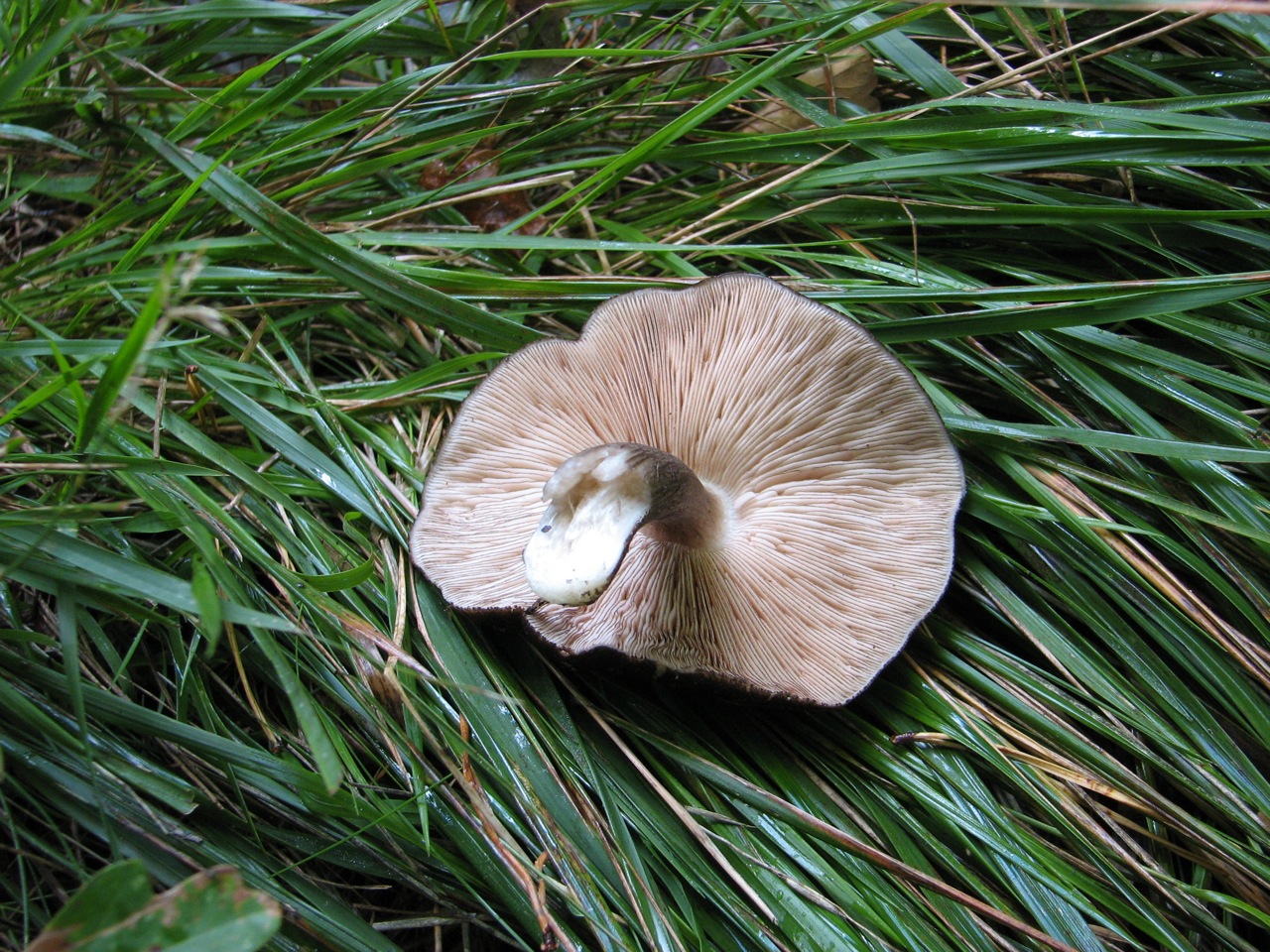 Pluteus Atromarginatus 01